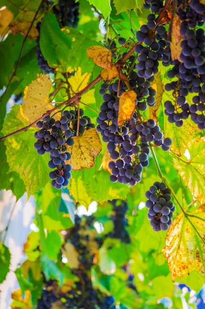 Raisins sur la vigne