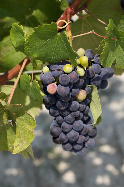 Raisins sur vignoble