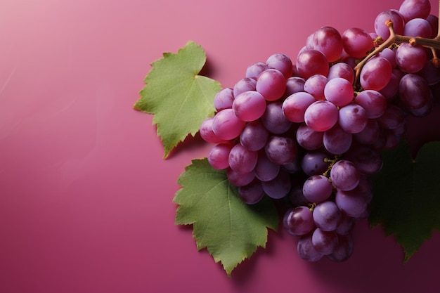 Des raisins violets vifs sur une charmante toile de fond rose