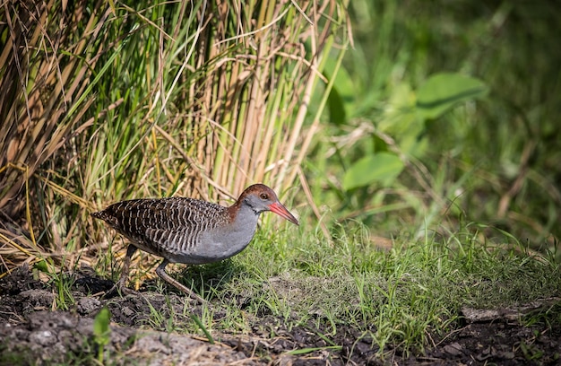 Râle ardoisé Gallirallus striatus