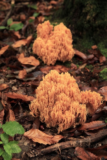 Photo ramaria flava poussant dans les bois