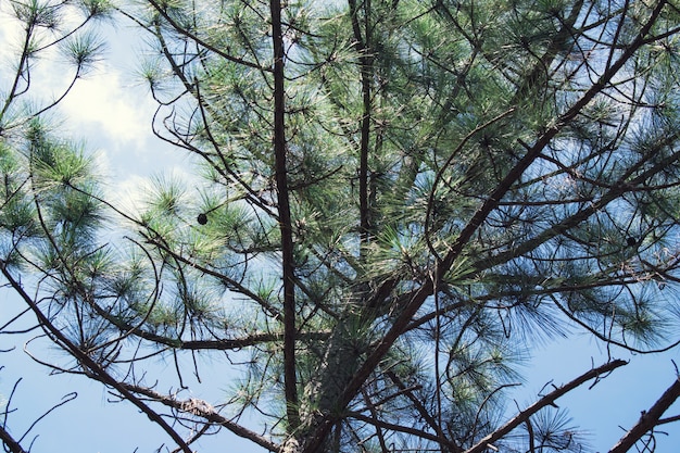 Ramas de pino con cielo de fondo