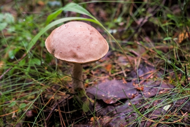 Ramasser des champignons comestibles dans la forêt. Champignon de bouleau ou bonnet brun poussant dans la forêt. Champignon avec un bonnet brun parmi le feuillage sec et le vieux bouleau, la faune abstrait