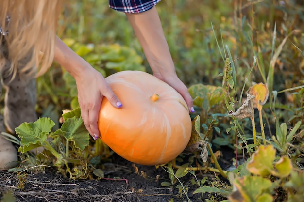 Ramasser de la citrouille dans un jardin d'automne