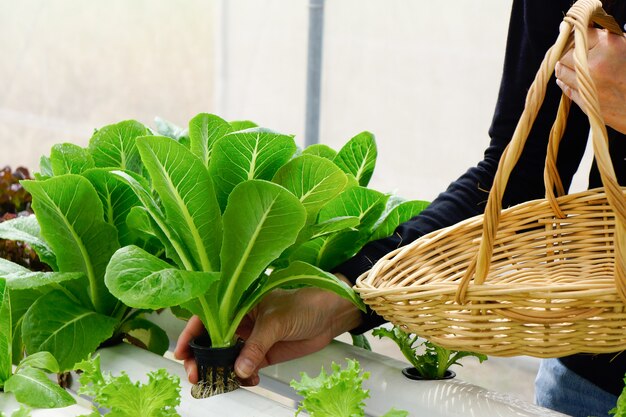 ramasser des légumes frais du jardin