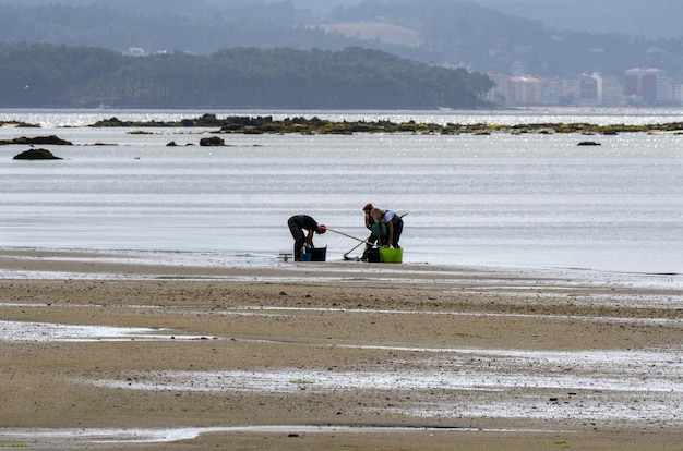 Un ramasseur de coquillages et deux ramasseurs de coquillages pêchant des coquillages accroupis dans le sable.