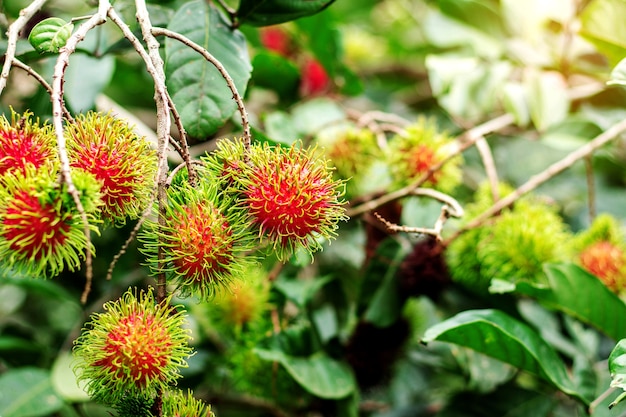 Ramboutan sur l&#39;arbre avec fond naturel.