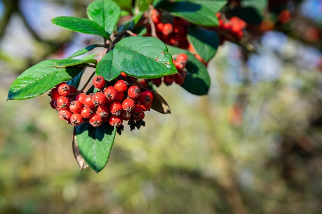 Rameau aux fruits rouges mûrs Pyracantha coccinea.