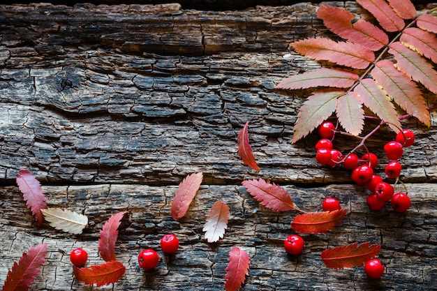 Rameau et baies de rowan avec feuilles d'automne