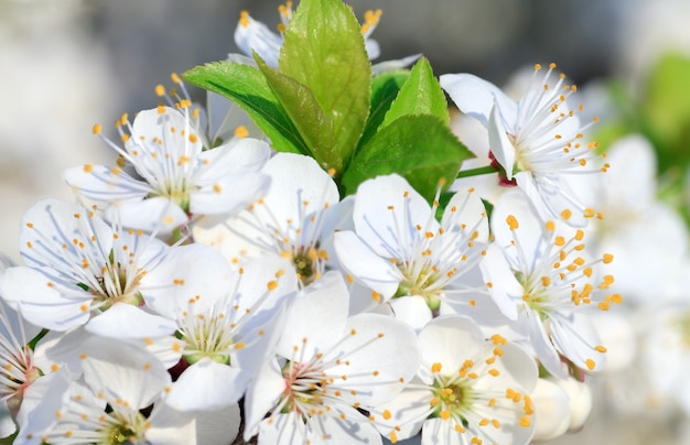 Rameau blanc en fleurs de "cerisier de Chine" (macro)