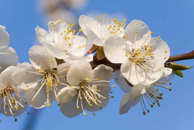 Rameau de cerisier en fleurs sur l'arbre en fleurs et la surface du ciel (photo composite avec une profondeur de netteté considérable)