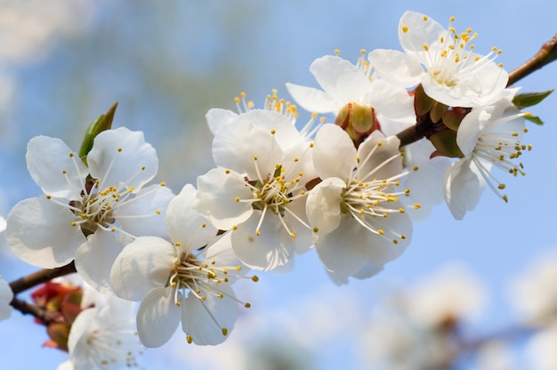 Rameau en fleurs de cerisier sur fond d'arbre en fleurs et de ciel (photo macro composite avec une profondeur de netteté considérable)