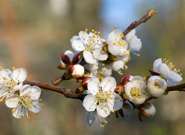 Rameau en fleurs de cerisier à la surface d'un arbre en fleurs (photo composite avec une profondeur de netteté considérable)