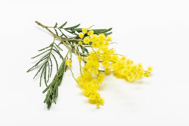 Rameau de fleurs de Mimosa isolé sur blanc. Acacia dealbata. Acacia argenté