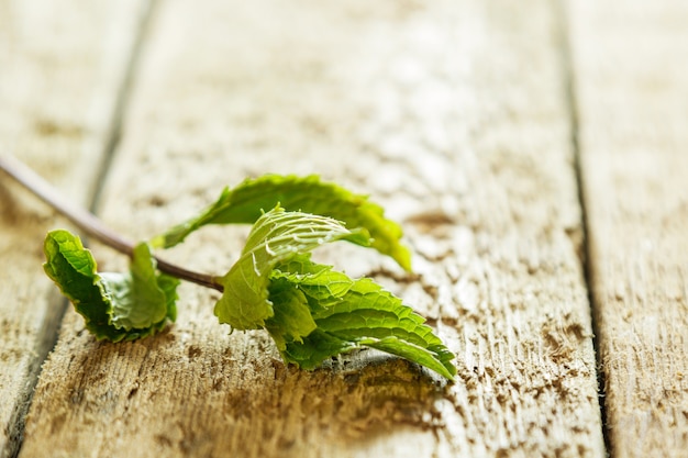 Rameau de menthe sur table en bois