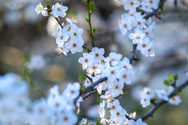 Rameaux d'arbres fruitiers avec des fleurs de pétales blanches et roses en fleurs dans le jardin de printemps.