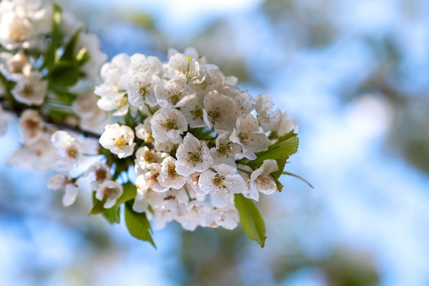 Rameaux d'arbres fruitiers avec des fleurs de pétales blanches et roses en fleurs dans le jardin de printemps.