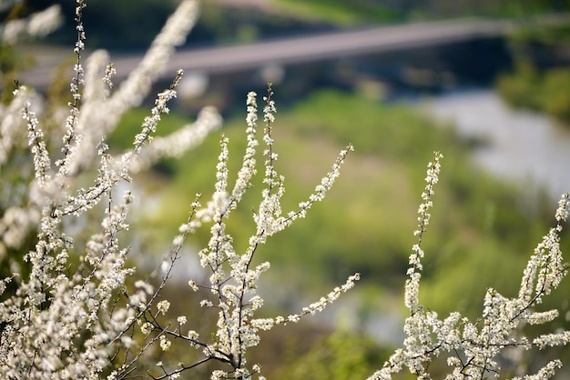 Rameaux de cerisier à fleurs blanches au début du printemps