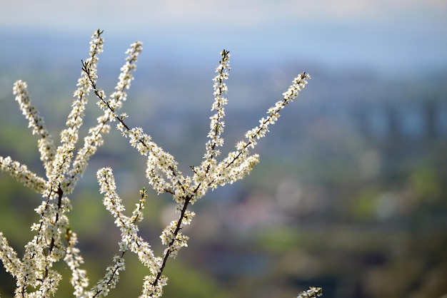 Rameaux de cerisier à fleurs blanches au début du printemps