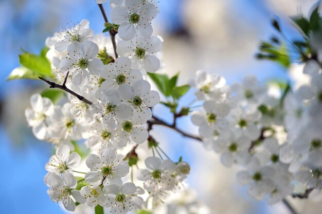 Rameaux de cerisier à fleurs blanches au début du printemps