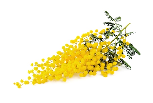 Rameaux de fleurs de mimosa.