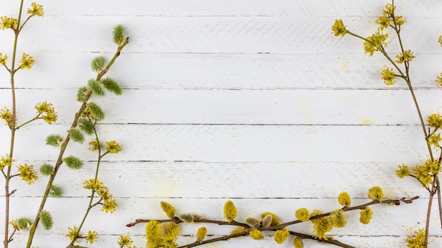 Rameaux de saule à fleurs et cornouiller sur une vieille surface en bois blanc