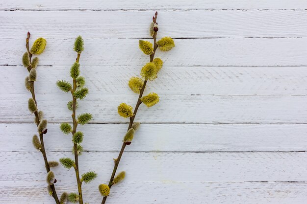 Rameaux de saule à fleurs et cornouiller sur une vieille surface en bois