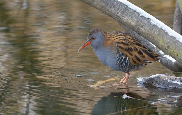 Rampe d'eau Rallus aquaticus Un oiseau marche le long d'une rivière gelée à la recherche de nourriture