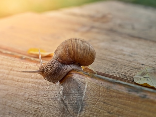 Rampe lente d'escargots de raisin sur la planche dans le jardin