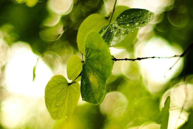 ranch d&#39;arbre vert frais laisse sur fond vert