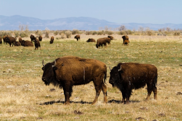 Ranch Buffalo dans le Midwest.