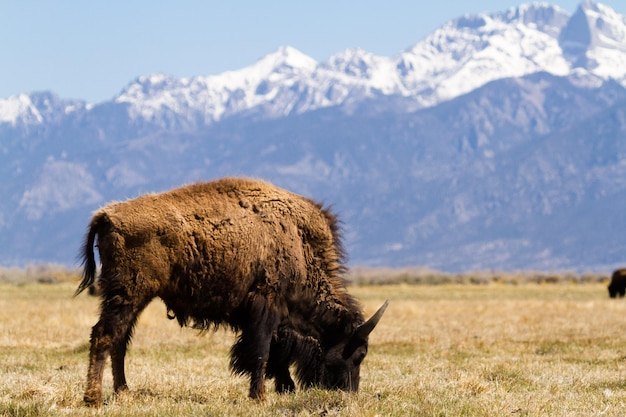 Ranch Buffalo dans le Midwest.