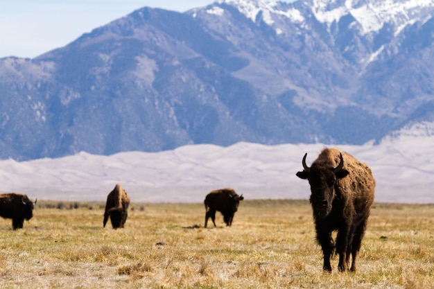 Ranch Buffalo dans le Midwest.