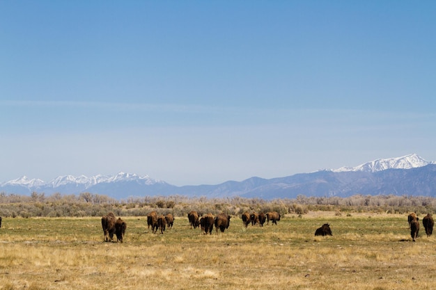 Ranch Buffalo dans le Midwest.