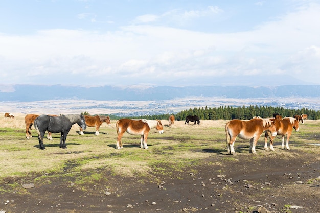 Ranch de chevaux