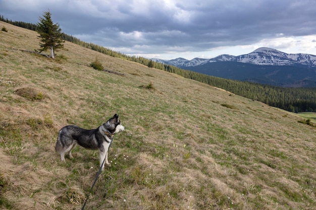 Randonnée chien husky sibérien dans le pré vert devant les sommets enneigés