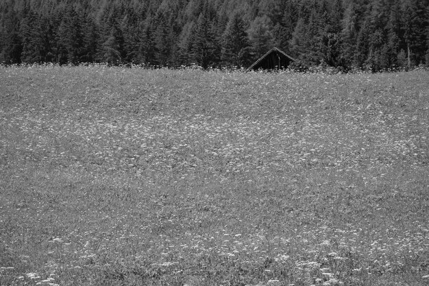 randonnée dans les Alpes