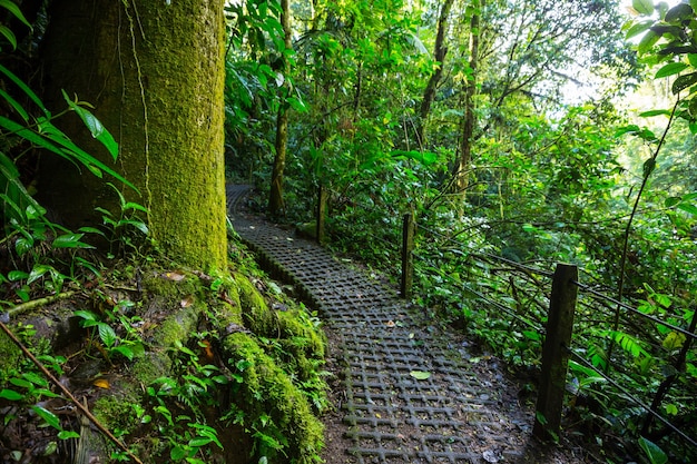 Randonnée dans la jungle tropicale verte, Costa Rica, Amérique Centrale
