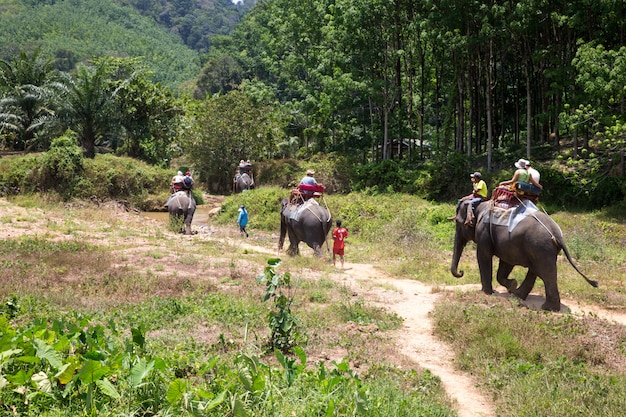 Randonnée à dos d'éléphant à Kao-sok, Thaïlande