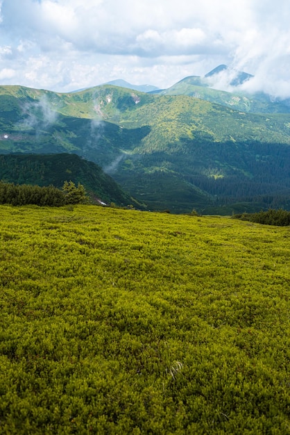 Randonnée en montagne. Belle vue sur la montagne. Forêts de conifères et prairies alpines