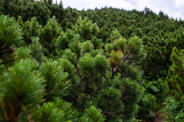 Randonnée en montagne. Belle vue sur la montagne. Forêts de conifères et prairies alpines