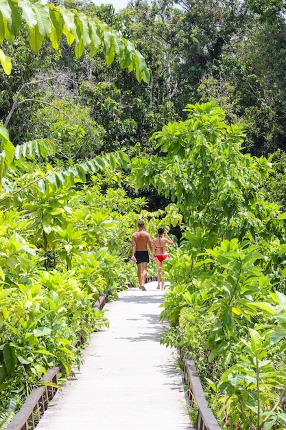 Une randonnée pédestre menant à Emerald Pool à Krabi, Thaïlande