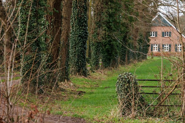 randonnée près de Barlo en Allemagne