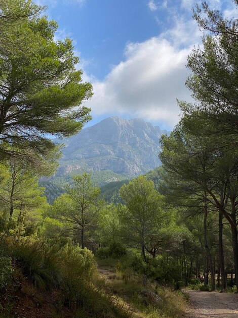 Photo randonnée sur les sentiers de la forêt de sainte-victoire près d'aix-en-provence après un épisode de pluie