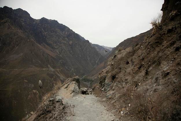 Randonnée à travers le Canyon de Colca en suivant la route de Cabanaconde à l'Oasis