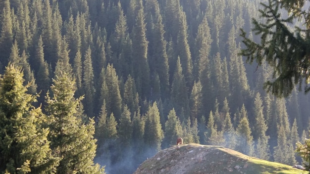 randonnées en montagne et en forêt