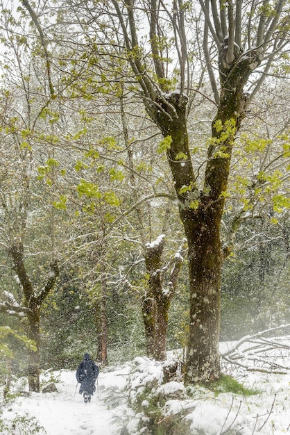 Un randonneur solitaire protégé par un manteau marche sur un chemin enneigé sous les arbres