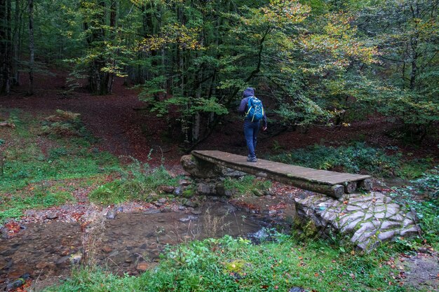 Un randonneur traverse une passerelle entre la forêt de hêtre dans la jungle d'Irati, en Navarre, en Espagne