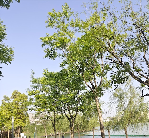 Une rangée d'arbres aux feuilles vertes et un bâtiment en arrière-plan.