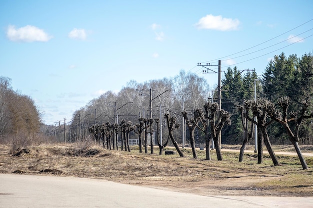 Une rangée d'arbres coupés sur le côté de la rue